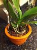 Are these conditions proper for my orchid ???-imageuploadedbytapatalk1347935742-082627-jpg