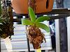 New mounted orchids-9-21-12-orchid-id-pics-104-jpg