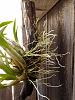 Dendrobium bigibbum (var. compactum) - mounted-img_20120918_131006-jpg