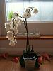 Phalaenopsis damaged and looks like dying but won't drop the flowers-orchid-jpg