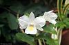 Dendrobium formosum-dsc01660-jpg
