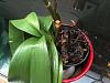 Phalaenopsis damaged and looks like dying but won't drop the flowers-orchid-pot-jpg