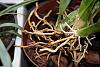 Oncidium Brown/yellow roots-img_6167-jpg