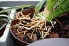 Oncidium Brown/yellow roots-img_6166-jpg