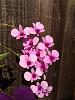 Dendrobium Mini Zengyo-img_20120928_141037-jpg
