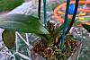 Newbie with a Phal problem-imageuploadedbytapatalk1349484465-320775-jpg