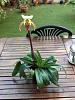 Paph NoId starting to bloom-imageuploadedbytapatalk1349616084-147697-jpg