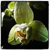 Is this guy a Phalaenopsis?-img_0552-jpg