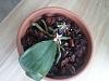 Rescue Phal, could use some advice-img_20121010_133813-jpg