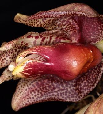 Coryhopea Red Martian-c_red_martian_3-jpg