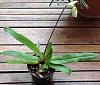 Paphiopedilum spicerianum-imageuploadedbytapatalk1350154385-327809-jpg