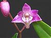 Bulbophyllim thaiorum/Dendrobium kingianum-dendrobium-kingianum-jpg