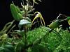 Bulbophyllum sp. &quot;Rosary beads&quot;-2012-10-20-001-2012-10-20-014-1024x768-jpg