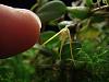 Bulbophyllum sp. &quot;Rosary beads&quot;-2012-10-20-001-2012-10-20-011-1024x768-jpg