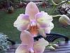 New NoId Phal-imageuploadedbytapatalk1351509807-532327-jpg