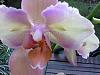 New NoId Phal-imageuploadedbytapatalk1351509820-464799-jpg