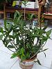 How lean can Dendrobiam Kingianum be grown?-p1000008-jpg