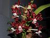 Current Vanda blooms 20121031-burgundy-hybrid-jpg