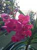 New Vanda Catcha Magic Red-imageuploadedbytapatalk1351776120-200638-jpg