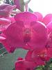 New Vanda Catcha Magic Red-imageuploadedbytapatalk1351776128-837598-jpg