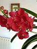 New Vanda Catcha Magic Red-imageuploadedbytapatalk1351776146-967159-jpg