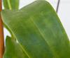 NOID Denrobium leaves and stems turning yellow-sick-den-1-jpg