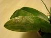 Phalaenosis fasciata with ring spots on leaves - virus?-badleaf-jpg