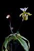Paph. spicerianum first time bloom (sort of)-_dsc0476_2012-11-22_240-jpg
