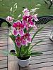 Super Fragrant Miltoniopsis-imageuploadedbytapatalk1353755437-504424-jpg