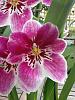 Super Fragrant Miltoniopsis-imageuploadedbytapatalk1353755446-848196-jpg