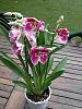 Super Fragrant Miltoniopsis-imageuploadedbytapatalk1353755454-486879-jpg