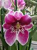 Super Fragrant Miltoniopsis-imageuploadedbytapatalk1353755463-811755-jpg