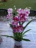 Super Fragrant Miltoniopsis-imageuploadedbytapatalk1354476032-409305-jpg