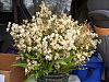 Oncidium Twinkle 'Fragrance Fantasy&quot;-sam_0506-jpg