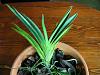 Neofinitia - too late to repot?-neofinitia-001-jpg