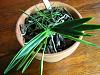 Neofinitia - too late to repot?-neofinitia-004-jpg