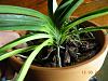 Neofinitia - too late to repot?-neofinitia-005-jpg