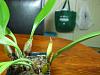 Bulbophyllum Hybrid in bloom-bulbophyllum-003-jpg