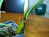 Bulbophyllum Hybrid in bloom-bulbophyllum-005-jpg