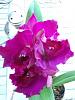 New Cattleya hybrid-imageuploadedbytapatalk1355071208-881752-jpg