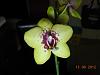 Bargain Phalaenopsis with no name-phalae-005-jpg