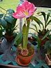 Amaryllis and Cyclamen...-p1000069-jpg