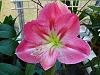 Amaryllis and Cyclamen...-p1000066-jpg