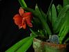 Soph. coccinea has bloomed ---soph-cocc-2-006-jpg