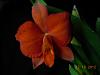 Soph. coccinea has bloomed ---soph-cocc-2-009-jpg