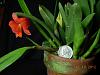 Soph. coccinea has bloomed ---soph-cocc-2-011-jpg