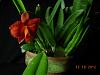 Soph. coccinea has bloomed ---soph-cocc-2-010-jpg