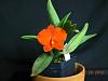 4N Sophronitis coccineas bloomed for Christmas!-christmas-orcs-12-050-jpg