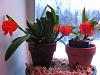 4N Sophronitis coccineas bloomed for Christmas!-soph-12-001-jpg