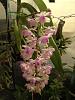 Too much or too little water on this Aerides Lawrenciae x Odorata-aerides_lawrenceau_1-jpg